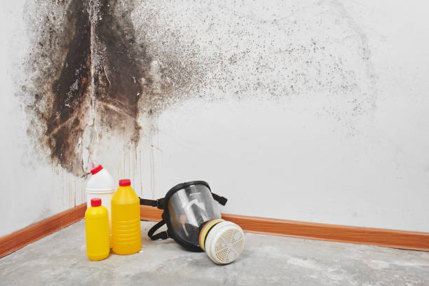 Best Commercial Mold Removal  in Camden, AL