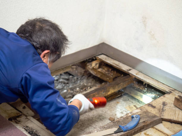 Best Black Mold Removal  in Camden, AL