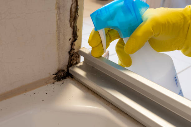 Best Residential Mold Removal  in Camden, AL