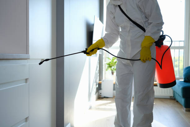 Best Best Mold Removal Companies  in Camden, AL