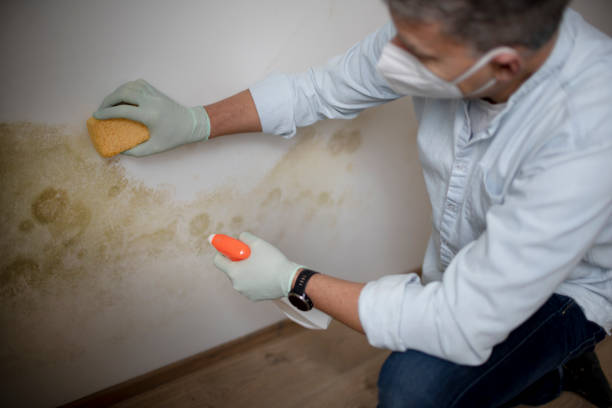 Best Crawl Space Mold Removal  in Camden, AL