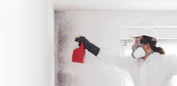Best Emergency Mold Removal  in Camden, AL