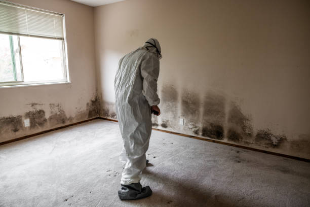Best Attic Mold Removal  in Camden, AL