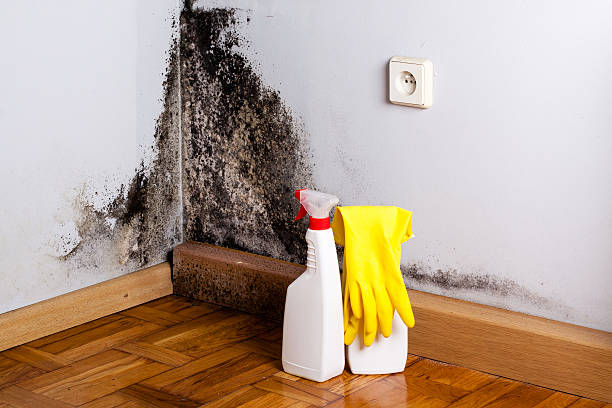 Home Mold Removal in Camden, AL